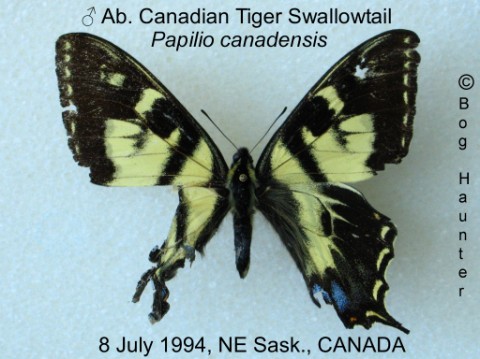 Papilio canadensis extreme AB cold shock (Internet Image property of respective owner, non-commercial use only)